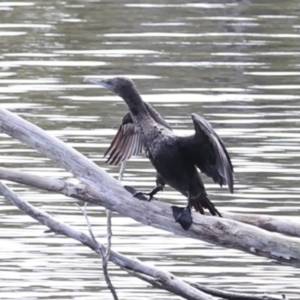 Phalacrocorax sulcirostris at Como, QLD - 3 Aug 2023