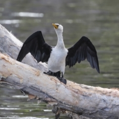 Microcarbo melanoleucos (Little Pied Cormorant) at Como, QLD - 3 Aug 2023 by AlisonMilton