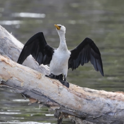 Microcarbo melanoleucos (Little Pied Cormorant) at Como, QLD - 3 Aug 2023 by AlisonMilton