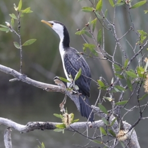 Microcarbo melanoleucos at Como, QLD - 3 Aug 2023