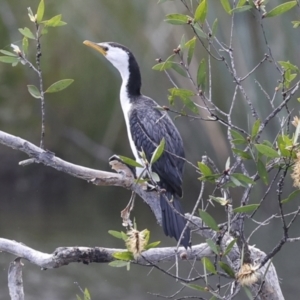 Microcarbo melanoleucos at Como, QLD - 3 Aug 2023 10:19 AM