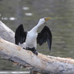 Microcarbo melanoleucos at Como, QLD - 3 Aug 2023 10:19 AM