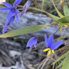 Stypandra glauca (Nodding Blue Lily) at Bethungra, NSW - 6 Sep 2023 by JaneR