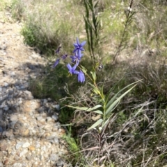 Stypandra glauca at Bethungra, NSW - 6 Sep 2023