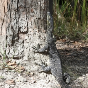 Varanus varius at Como, QLD - 3 Aug 2023