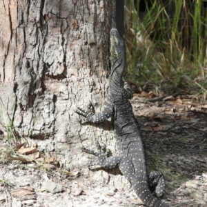 Varanus varius at Como, QLD - suppressed