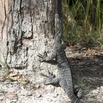 Varanus varius (Lace Monitor) at Great Sandy (Mainland) NP - 3 Aug 2023 by AlisonMilton