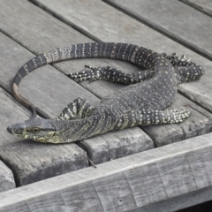 Varanus varius at Como, QLD - suppressed