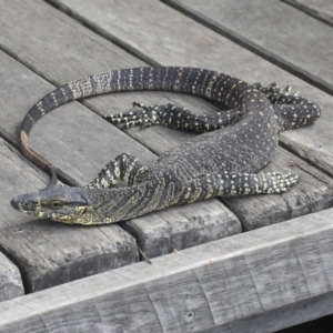 Varanus varius at Como, QLD - 3 Aug 2023