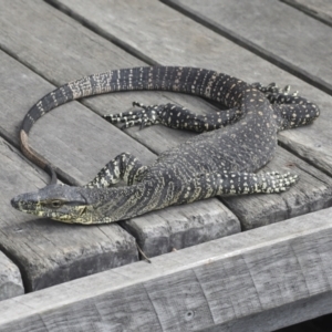 Varanus varius at Como, QLD - suppressed