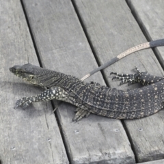 Varanus varius at Como, QLD - 3 Aug 2023