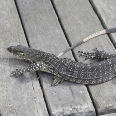 Varanus varius at Como, QLD - suppressed