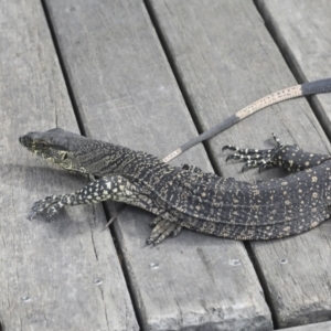 Varanus varius at Como, QLD - suppressed