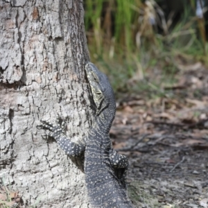 Varanus varius at Como, QLD - suppressed