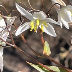 Stypandra glauca (Nodding Blue Lily) at Bethungra, NSW - 6 Sep 2023 by JaneR