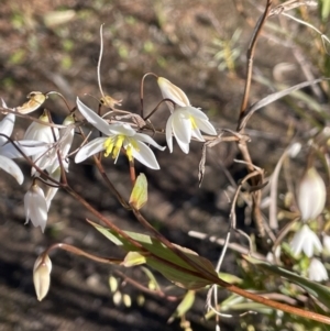 Stypandra glauca at Bethungra, NSW - 6 Sep 2023