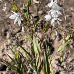 Stypandra glauca at Bethungra, NSW - 6 Sep 2023