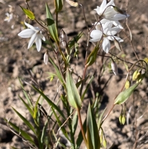 Stypandra glauca at Bethungra, NSW - 6 Sep 2023