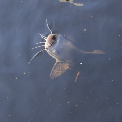 Unidentified Catfish at Great Sandy (Mainland) NP - 3 Aug 2023 by AlisonMilton