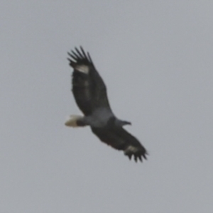 Haliaeetus leucogaster at Noosa North Shore, QLD - 3 Aug 2023 01:18 PM