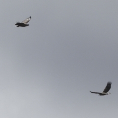 Haliaeetus leucogaster at Noosa North Shore, QLD - 3 Aug 2023 01:18 PM