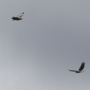 Haliaeetus leucogaster at Noosa North Shore, QLD - 3 Aug 2023 01:18 PM