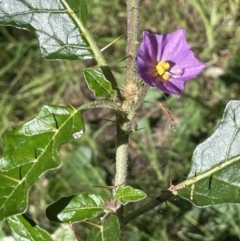 Solanum cinereum (Narrawa Burr) at Ulandra Nature Reserve - 6 Sep 2023 by JaneR