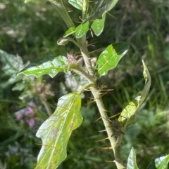 Solanum cinereum at Bethungra, NSW - 6 Sep 2023