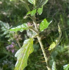 Solanum cinereum at Bethungra, NSW - 6 Sep 2023 02:19 PM