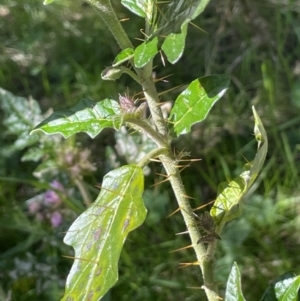 Solanum cinereum at Bethungra, NSW - 6 Sep 2023 02:19 PM