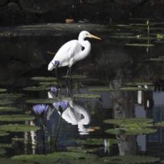 Ardea alba (Great Egret) at Noosa Heads, QLD - 3 Aug 2023 by AlisonMilton