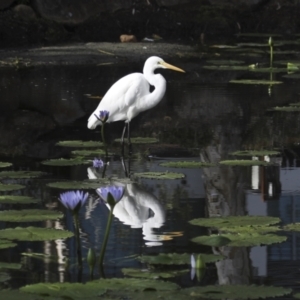 Ardea alba at Noosa Heads, QLD - 4 Aug 2023 09:28 AM