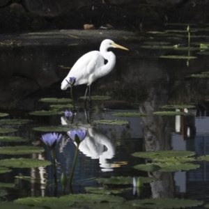 Ardea alba (Great Egret) at Noosa Heads, QLD by AlisonMilton