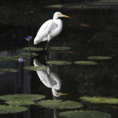 Ardea alba at Noosa Heads, QLD - 4 Aug 2023 09:28 AM