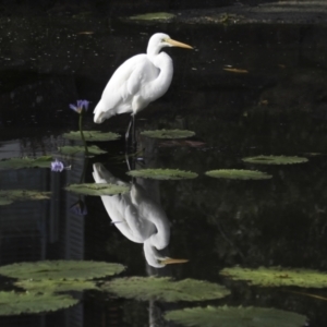 Ardea alba at Noosa Heads, QLD - 4 Aug 2023 09:28 AM