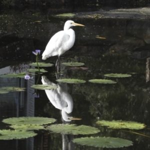 Ardea alba at Noosa Heads, QLD - 4 Aug 2023