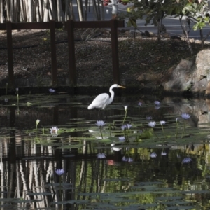 Ardea alba at Noosa Heads, QLD - 4 Aug 2023