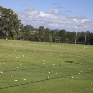 Cacatua sanguinea at Gympie, QLD - 4 Aug 2023