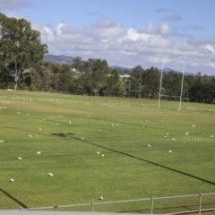 Cacatua sanguinea at Gympie, QLD - 4 Aug 2023