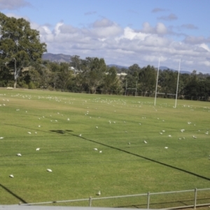 Cacatua sanguinea at Gympie, QLD - 4 Aug 2023 10:49 AM
