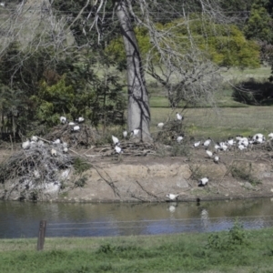 Threskiornis molucca at Gympie, QLD - 4 Aug 2023