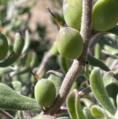 Persoonia rigida (Hairy Geebung) at Ulandra Nature Reserve - 6 Sep 2023 by JaneR