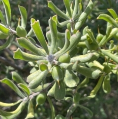 Persoonia rigida at Bethungra, NSW - 6 Sep 2023 01:43 PM