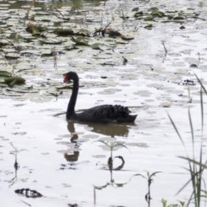 Cygnus atratus at Tinana South, QLD - 4 Aug 2023