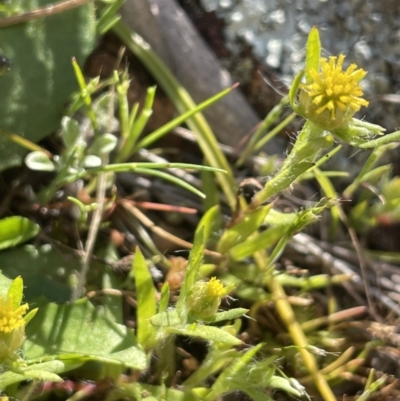 Triptilodiscus pygmaeus (Annual Daisy) at Ulandra Nature Reserve - 6 Sep 2023 by JaneR