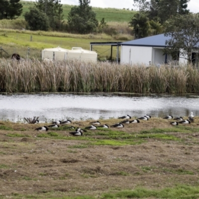 Anseranas semipalmata (Magpie Goose) at Tinana South, QLD - 4 Aug 2023 by AlisonMilton