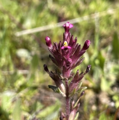 Parentucellia latifolia (Red Bartsia) at Ulandra Nature Reserve - 6 Sep 2023 by JaneR