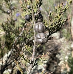 Callitris endlicheri (Black Cypress Pine) at Bethungra, NSW - 6 Sep 2023 by JaneR