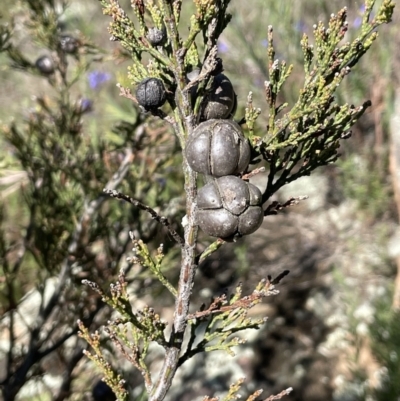 Callitris endlicheri (Black Cypress Pine) at Ulandra Nature Reserve - 6 Sep 2023 by JaneR