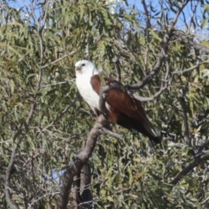 Haliastur indus at Eurimbula, QLD - 5 Aug 2023